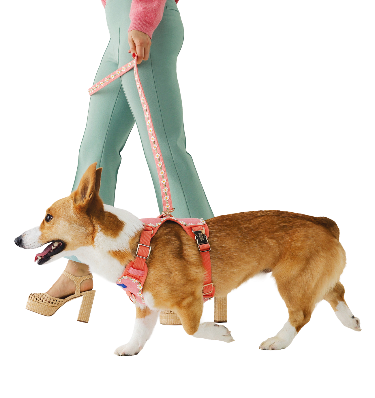 image-dog-human-walk-2