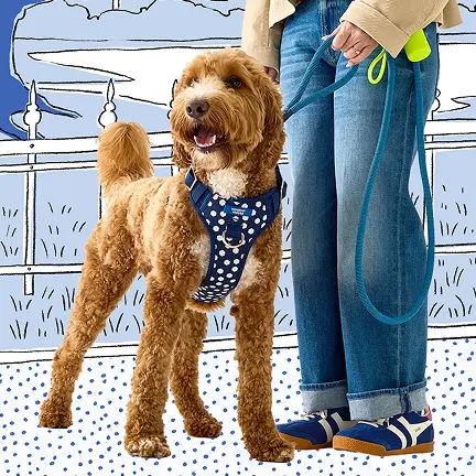 Hooray-House-Pet-Apparel-and-Accessories-Wag-Collection