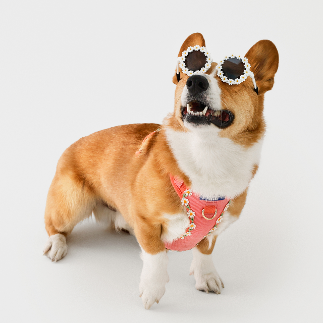 Daisy Sunglasses