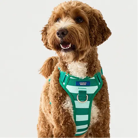 Green Comfort Knit Dog Harness