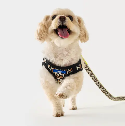 Leopard Comfort Knit Dog Harness