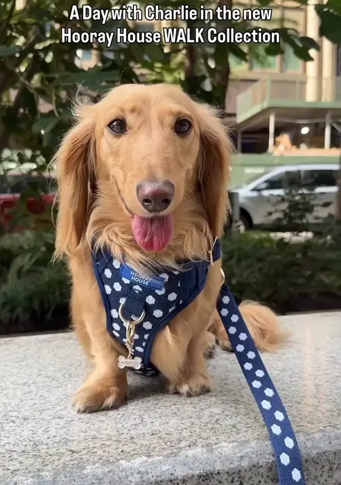 Hooray House on Instagram